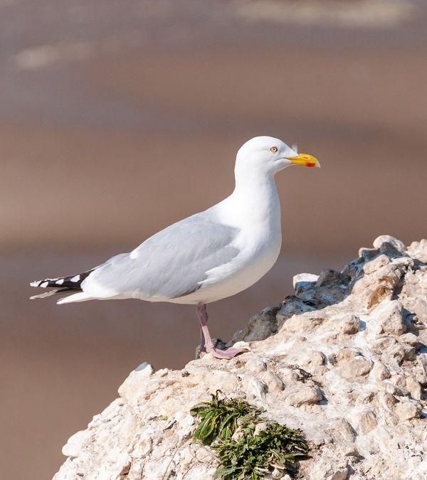 Le Groupement d’Intérêt Scientifique Eolien en Mer du parc de Dieppe Le Tréport